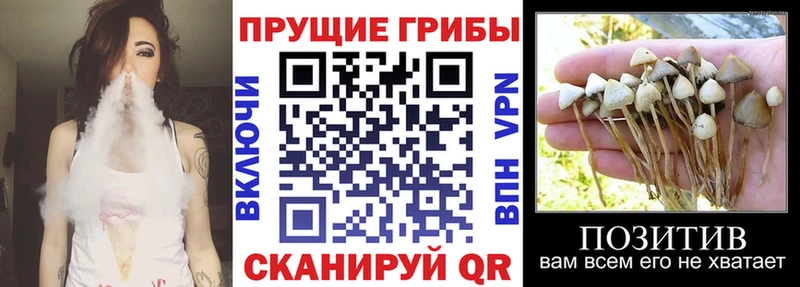 Галлюциногенные грибы прущие грибы  Правдинск 